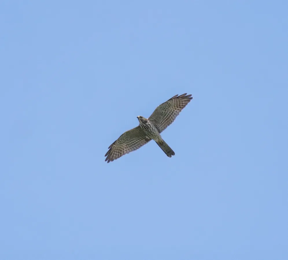 File:Levant sparrowhawk (Tachyspiza brevipes ) 8.jpg