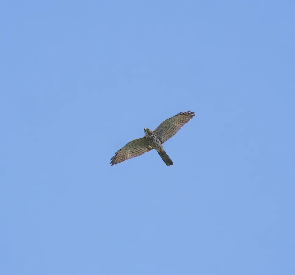 File:Levant sparrowhawk (Tachyspiza brevipes ) 9.jpg