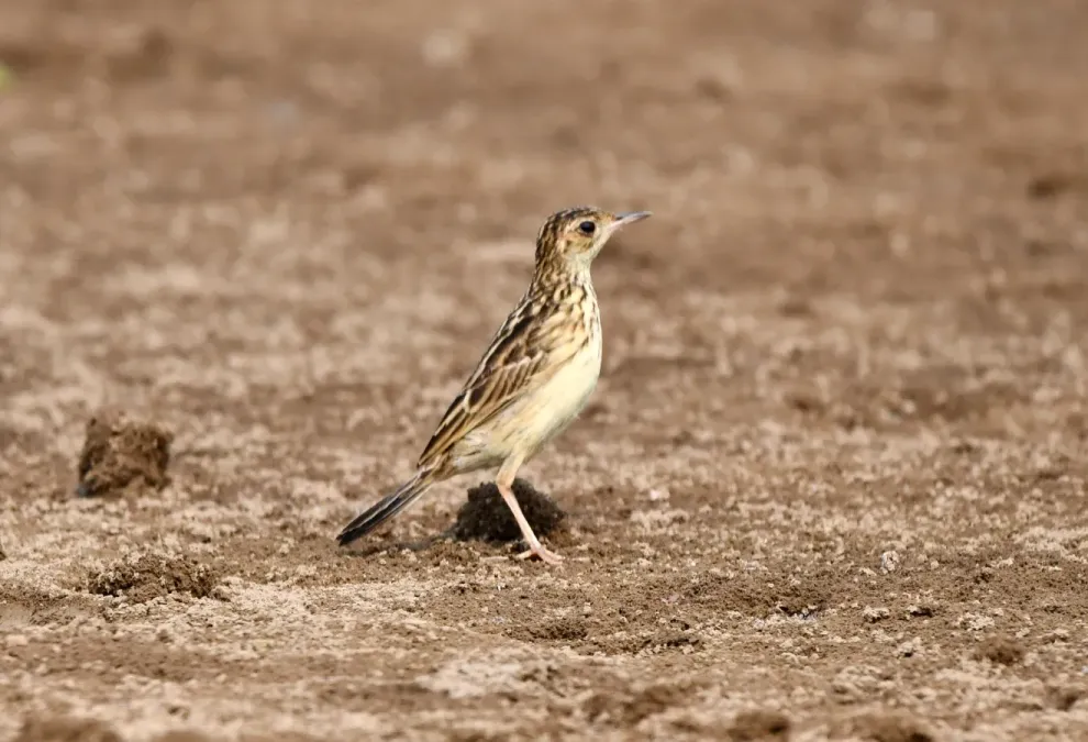 File:Anthus chii - Vincent A. Vos - 431524061.jpeg