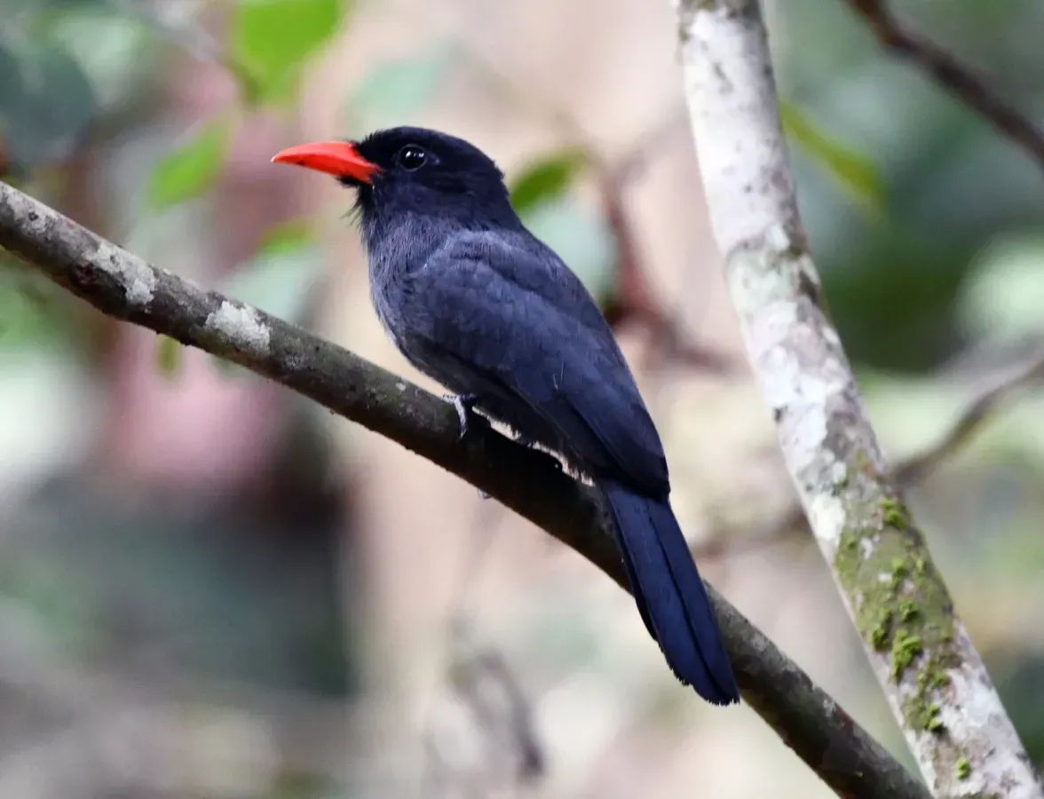 File:Monasa nigrifrons - Vincent A. Vos - 441955743.jpeg