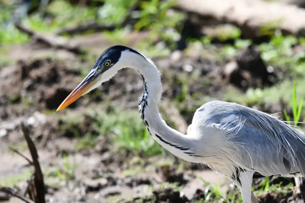 File:Ardea cocoi - Vincent A. Vos - 446622878.jpeg