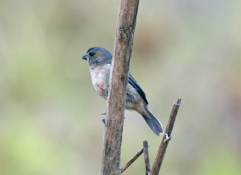 File:Sporophila hypoxantha - Vincent A. Vos - 426106487.jpeg