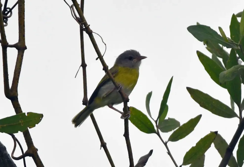 File:Hylophilus pectoralis - Vincent A. Vos - 426106348.jpeg