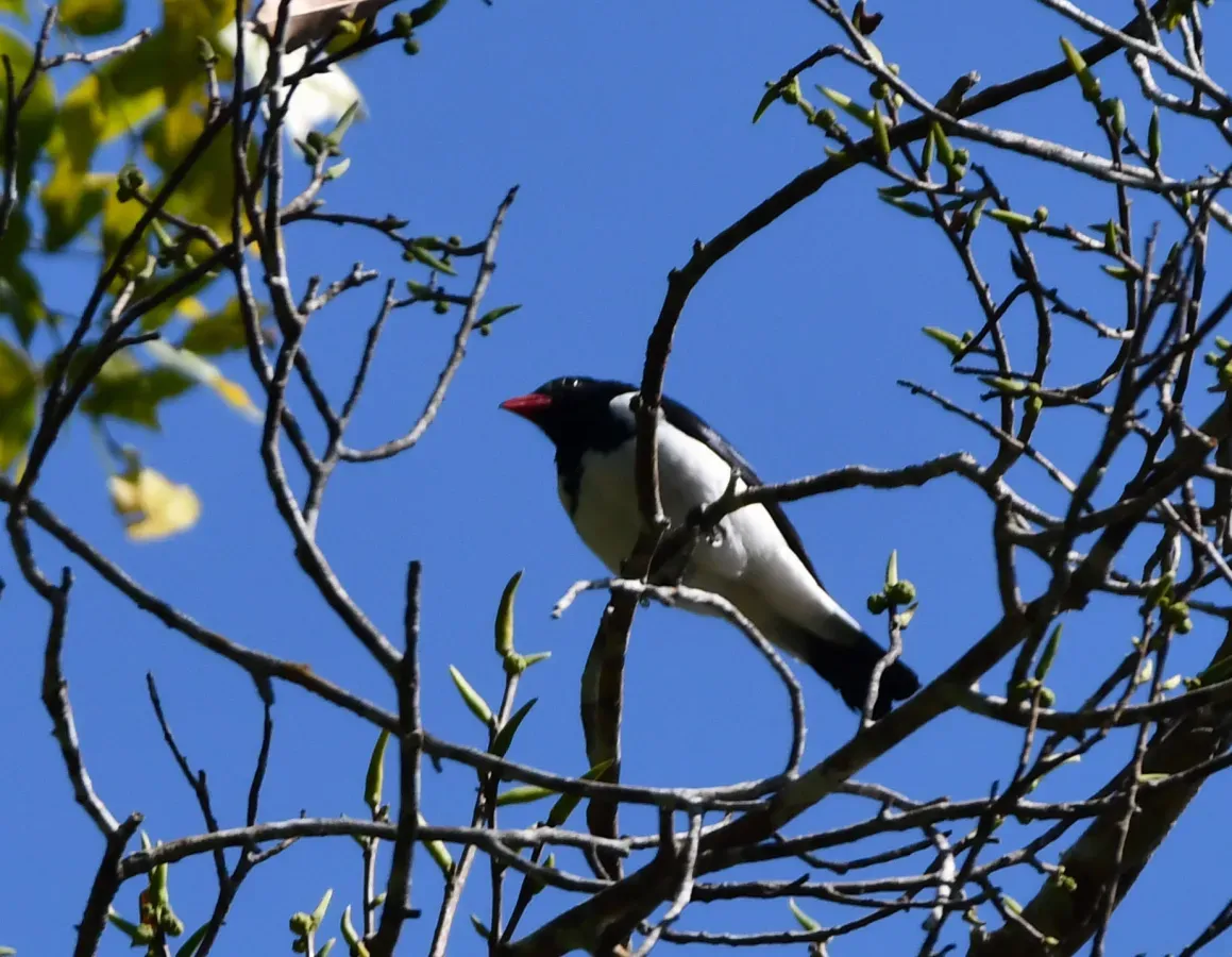File:Lamprospiza melanoleuca - Vincent A. Vos - 406697268.jpeg