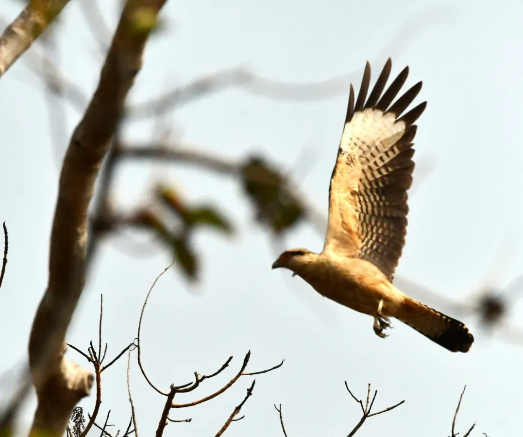 File:Daptrius chimachima - Vincent A. Vos - 418252030.jpeg