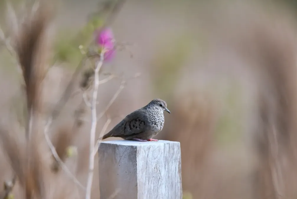 File:Columbina passerina - Vincent A. Vos - 418252144.jpeg