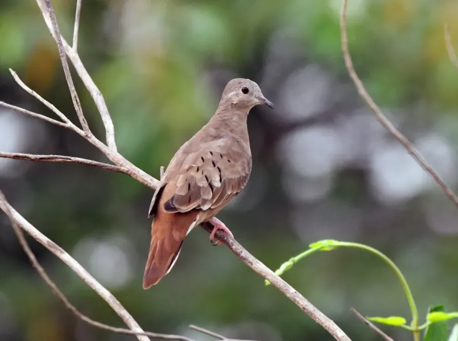 File:Columbina talpacoti - Vincent A. Vos - 426106446.jpeg