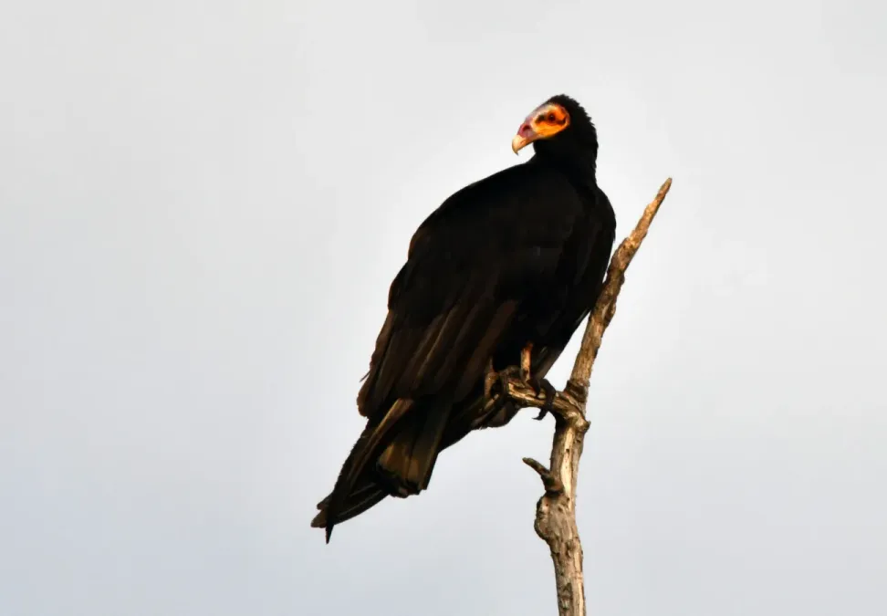 File:Cathartes burrovianus - Vincent A. Vos - 404278412.jpeg