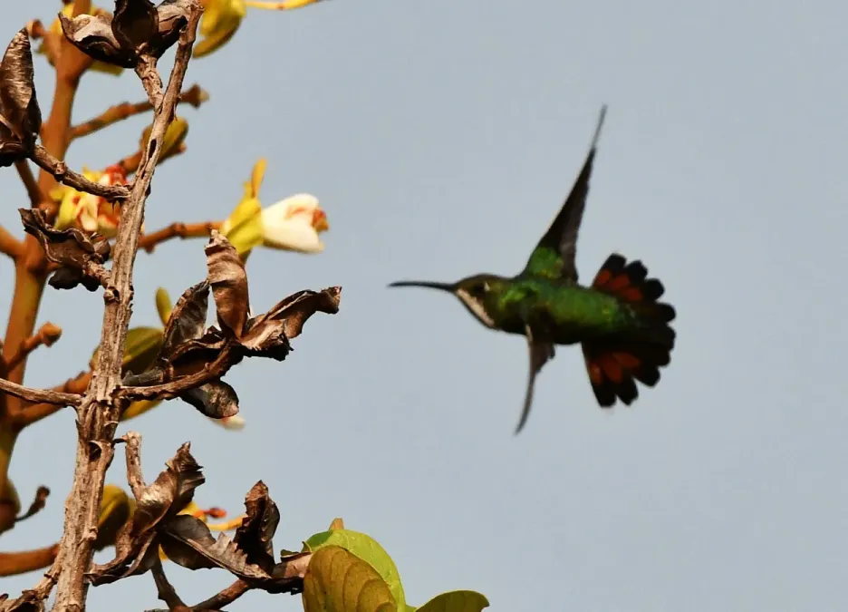 File:Anthracothorax nigricollis - Vincent A. Vos - 418252083.jpeg