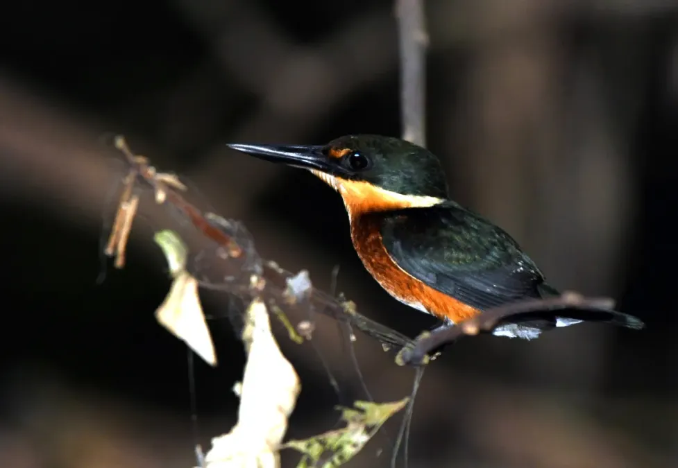 File:Chloroceryle aenea - Vincent A. Vos - 416524212.jpeg