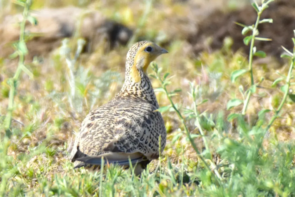 File:Syrrhaptes paradoxus 208164202.jpg