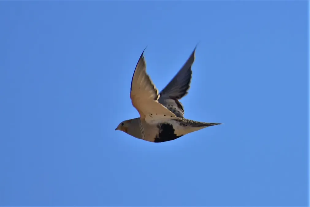 File:Syrrhaptes paradoxus 160906591.jpg