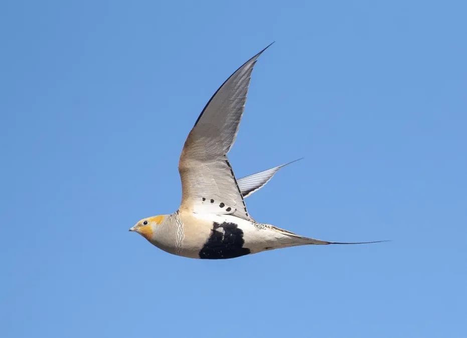 File:Syrrhaptes paradoxus 263049508.jpg