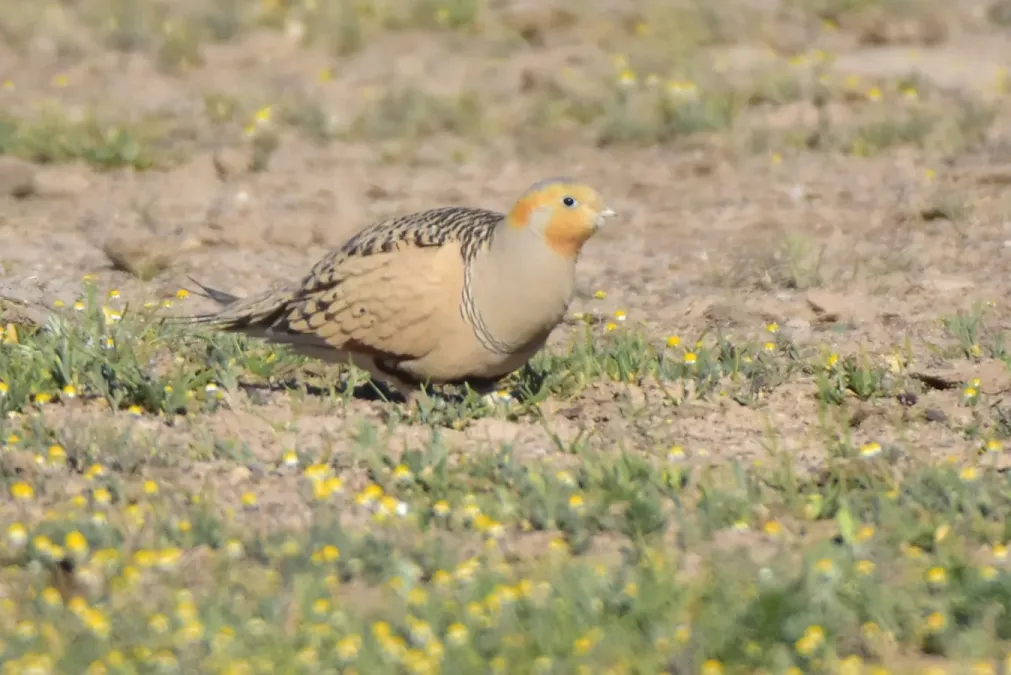 File:Syrrhaptes paradoxus 275783719.jpg