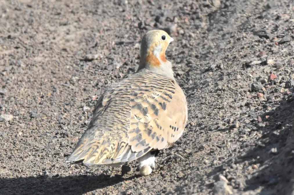 File:Syrrhaptes paradoxus 332693418.jpg
