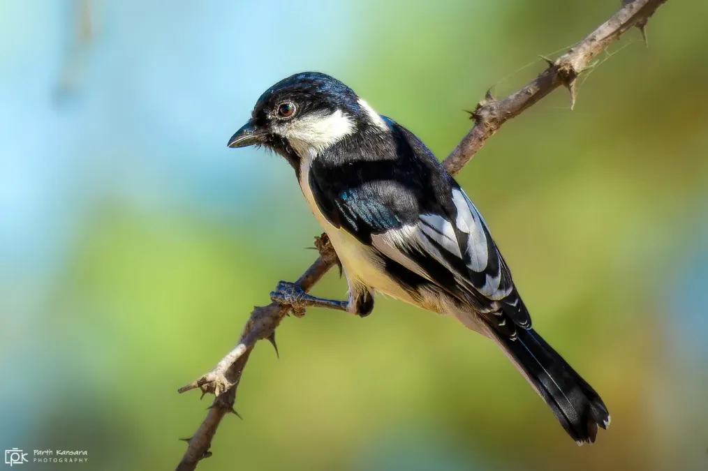 File:Machlolophus nuchalis 292289740.jpg