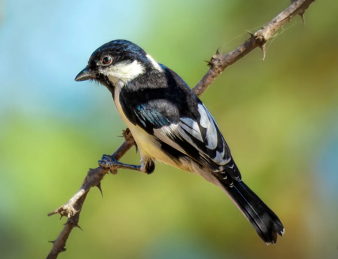 File:Machlolophus nuchalis 292289740 (cropped).jpg
