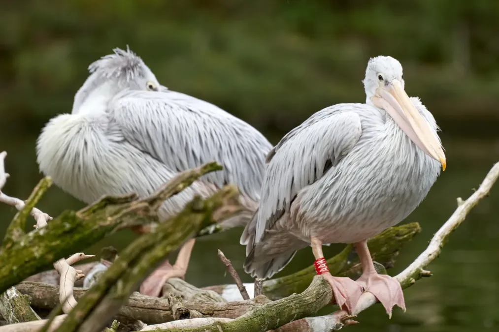 File:Pelecanus rufescens, Duisburg (DE) -- 2023 -- 0002.jpg