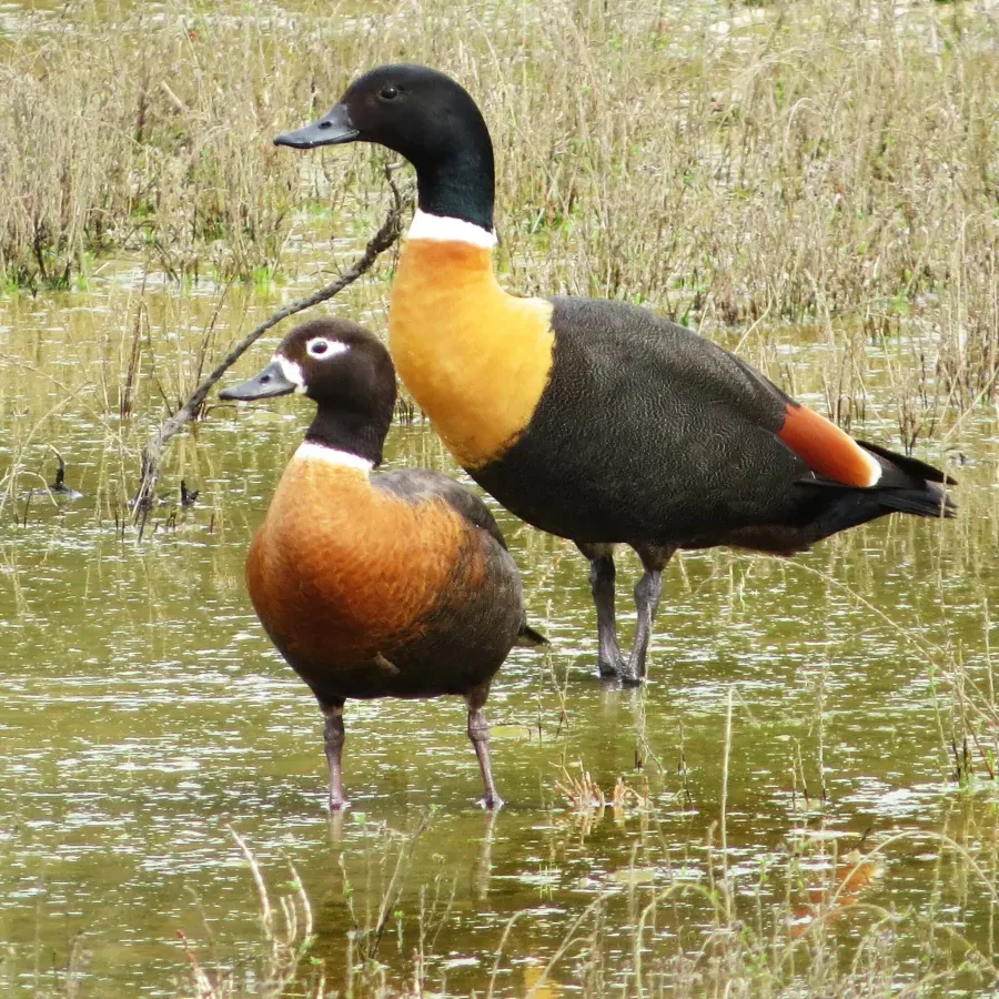 File:Tadorna tadornoides 397597689.jpg