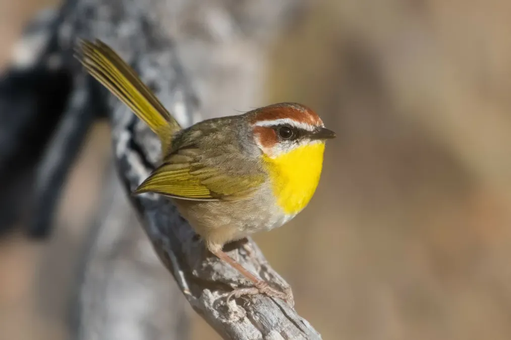 File:Basileuterus rufifrons 339581099.jpg