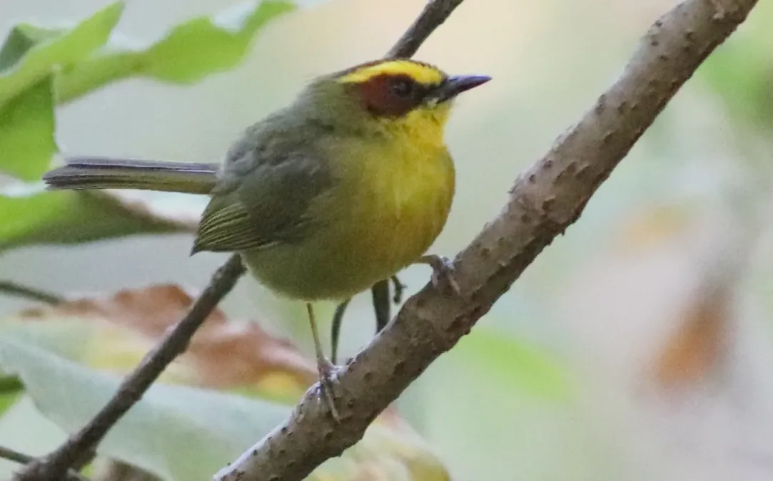 File:Basileuterus belli 367561929.jpg