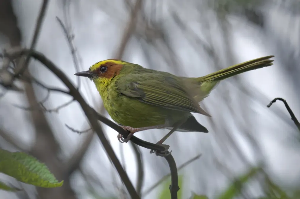 File:Basileuterus belli 405634765.jpg