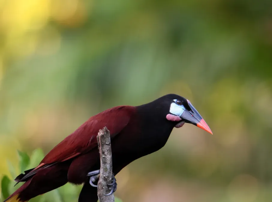File:Psarocolius montezuma 387529614.jpg