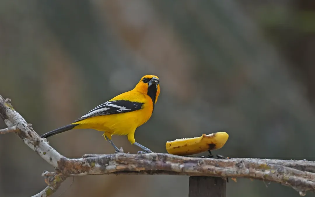 File:Icterus nigrogularis 268176347.jpg