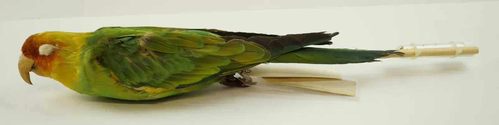 File:NML-VZ D656 Conuropsis carolinensis.jpg