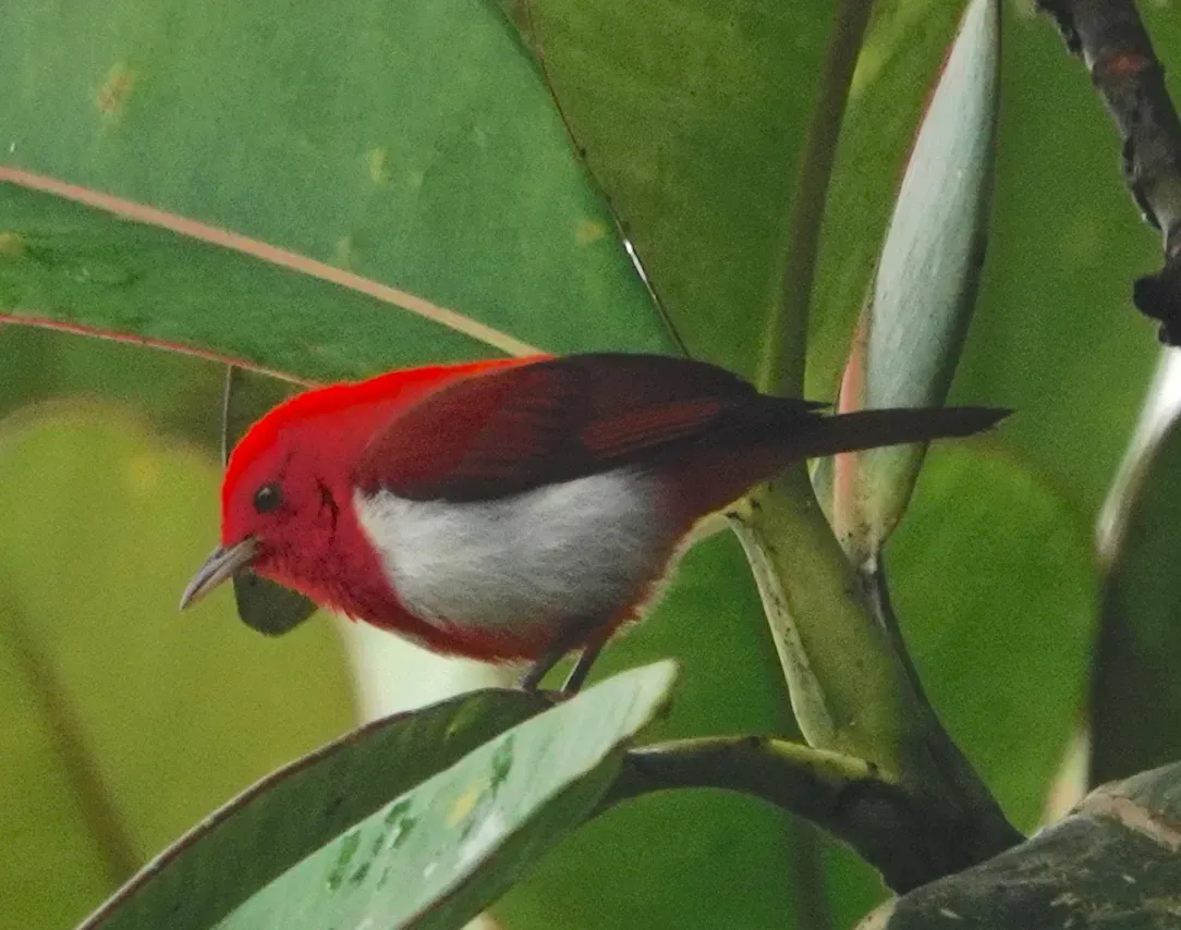 File:Chrysothlypis salmoni 255701841.jpg
