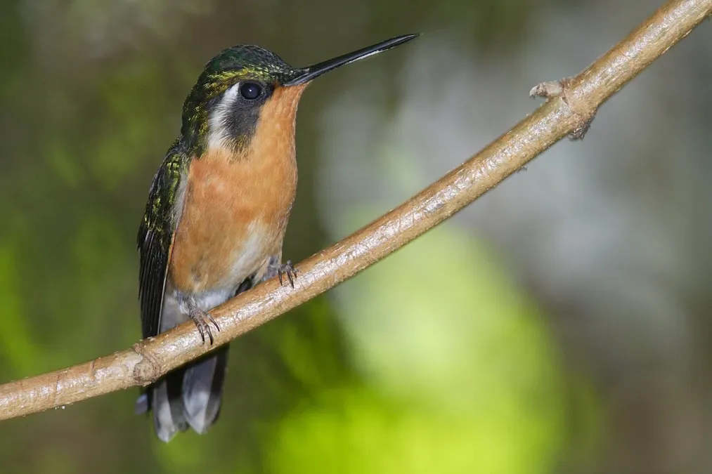 File:Lampornis-castaneoventris-001.jpg