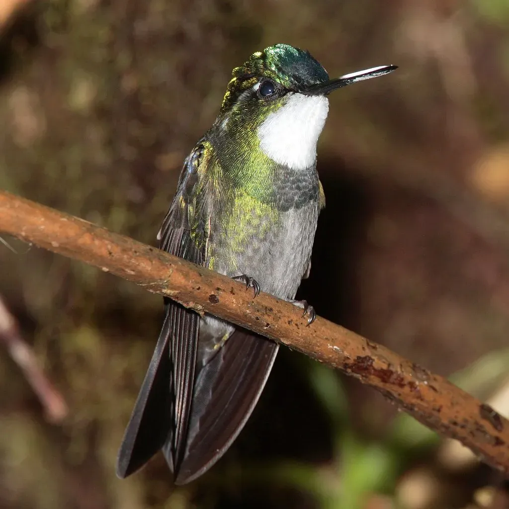 File:Lampornis-castaneoventris-002.jpg