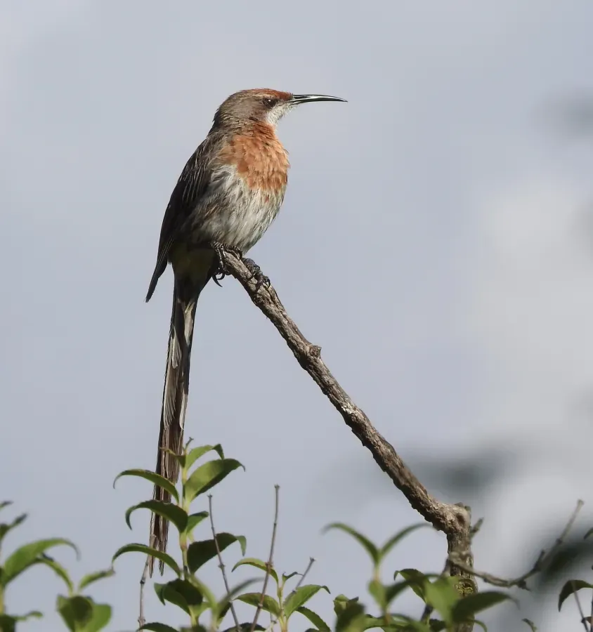 File:Promerops gurneyi gurneyi 58007434.jpg
