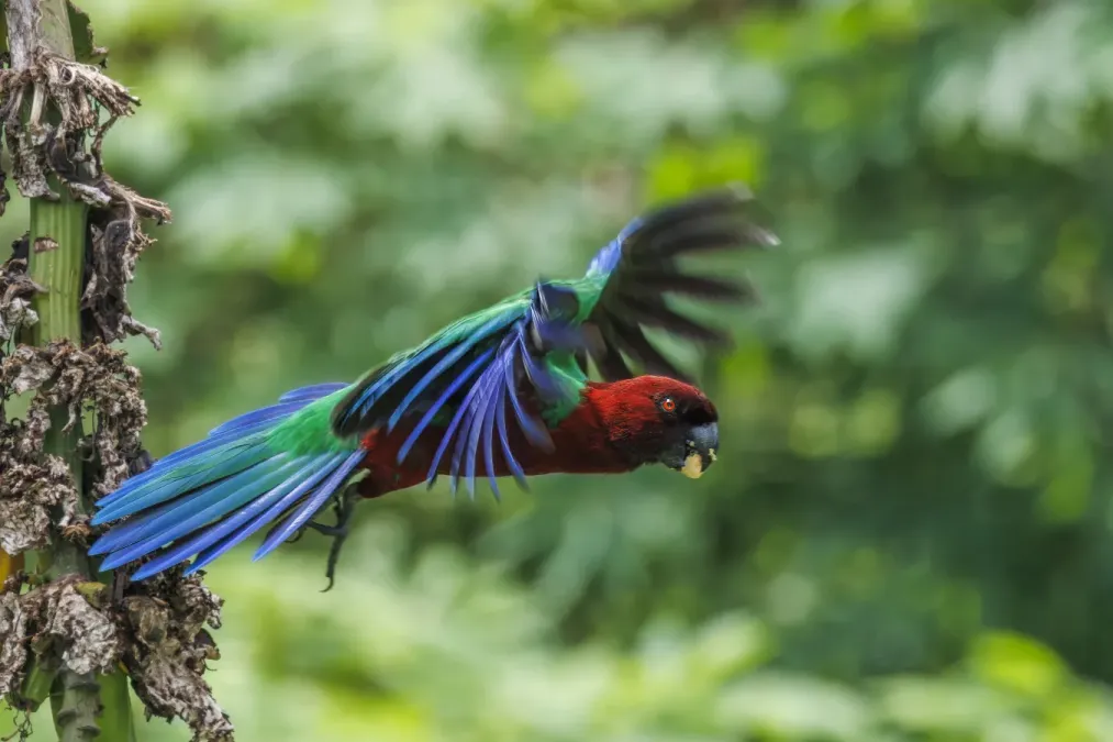 File:Red shining-parrot (Prosopeia tabuensis) in flight Taveuni.jpg