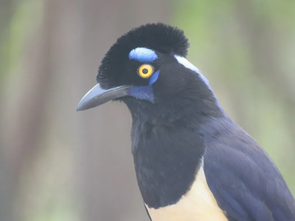 File:Cyanocorax chrysops 444615264.jpg