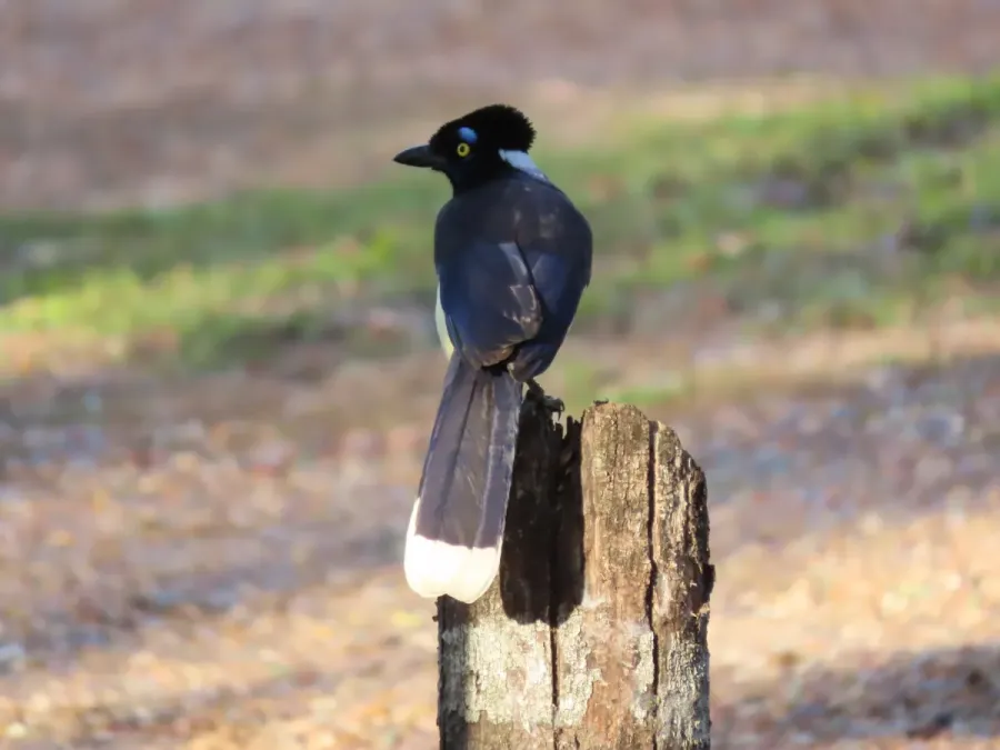 File:Cyanocorax chrysops 394977810.jpg