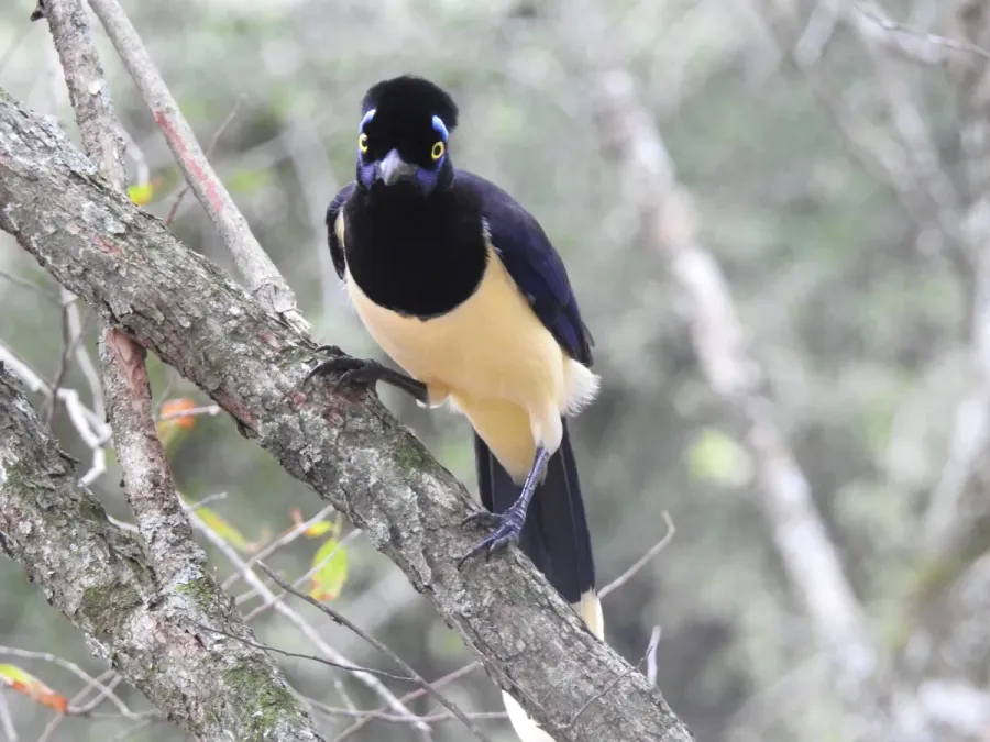File:Cyanocorax chrysops 382299216.jpg
