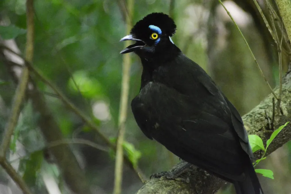 File:Cyanocorax chrysops 360171819.jpg