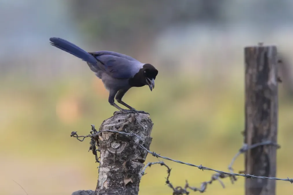 File:Cyanocorax violaceus 361090122.jpg