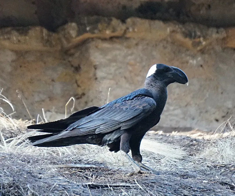 File:Corvus crassirostris 62985486.jpg