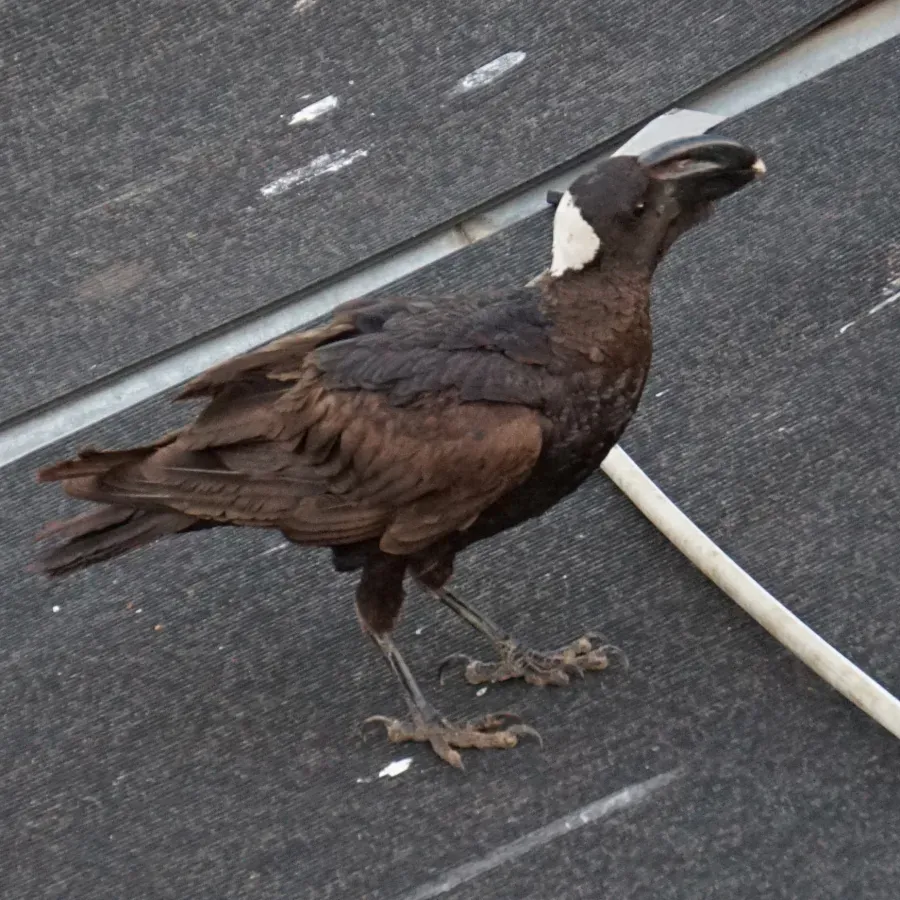 File:Corvus crassirostris 63010545.jpg