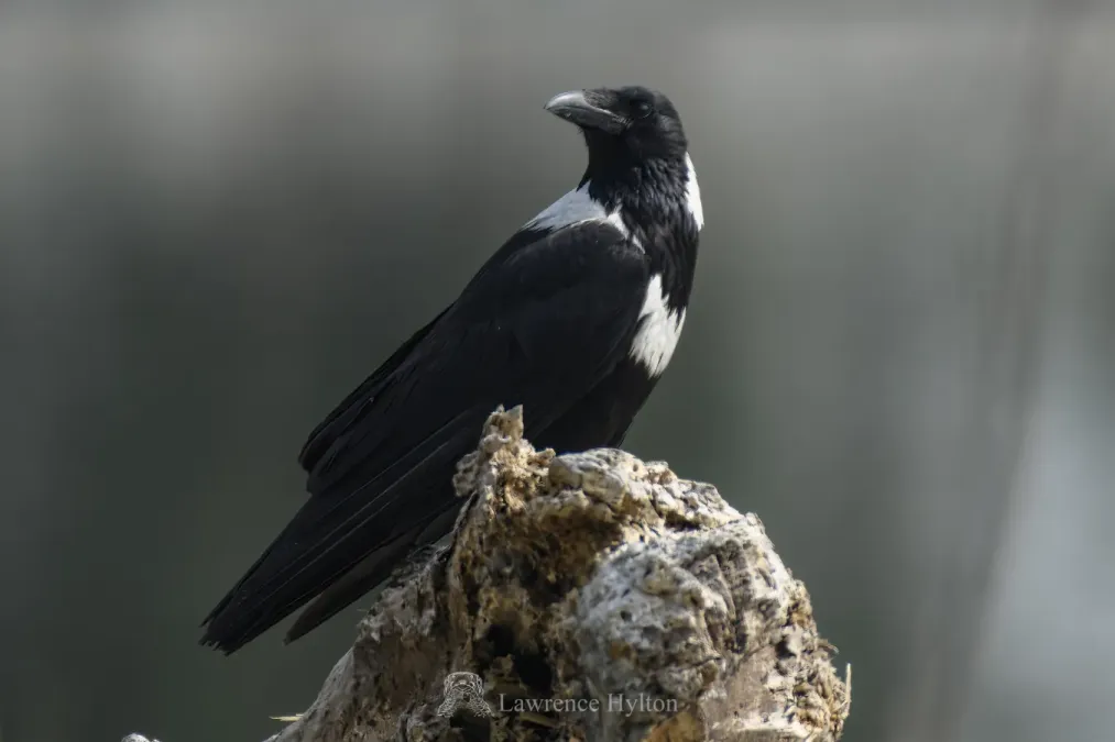 File:Corvus torquatus 266775102.jpg