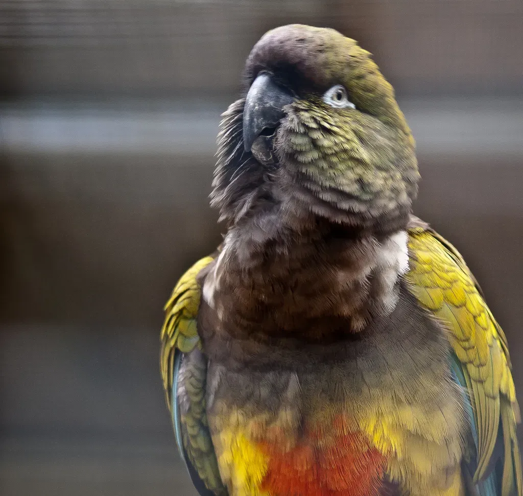 File:Cyanoliseus patagonus -Madeira -captive-8a.jpg