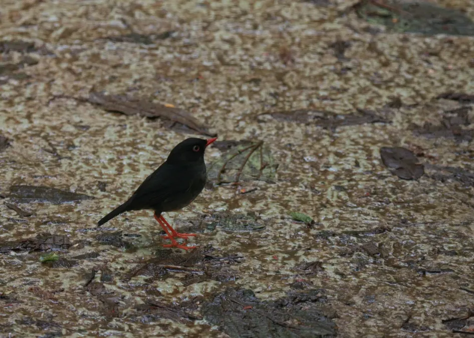 File:Catharus fuscater -Costa Rica-8.jpg