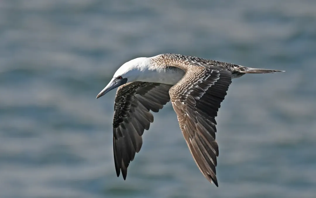 File:Sula variegata 385482668.jpg