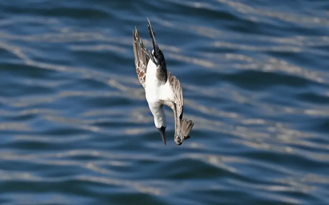 File:Sula variegata 385482841.jpg