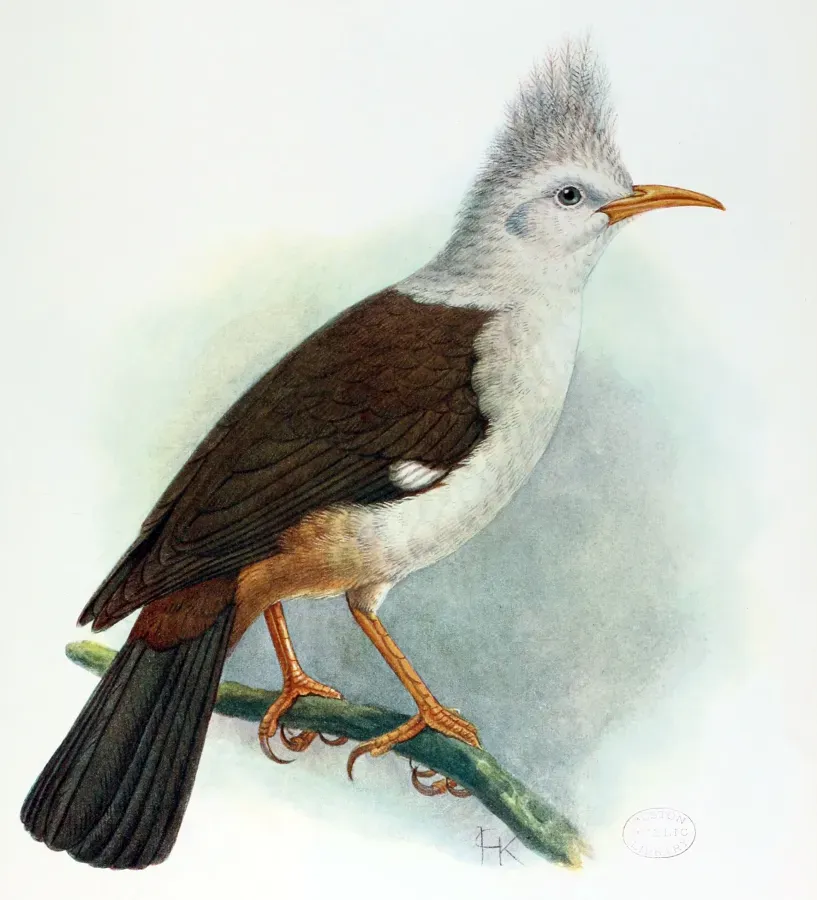 File:Fregilupus varius - John Gerrard Keulemans improved.jpg