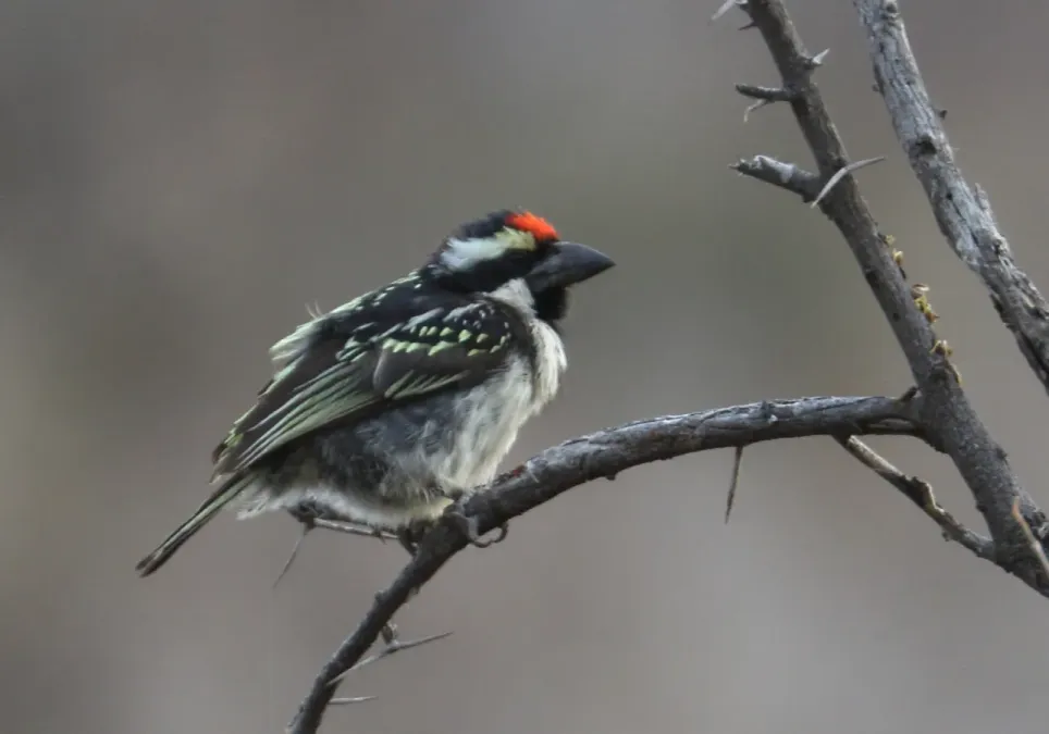 File:Tricholaema leucomelas leucomelas 364808233.jpg