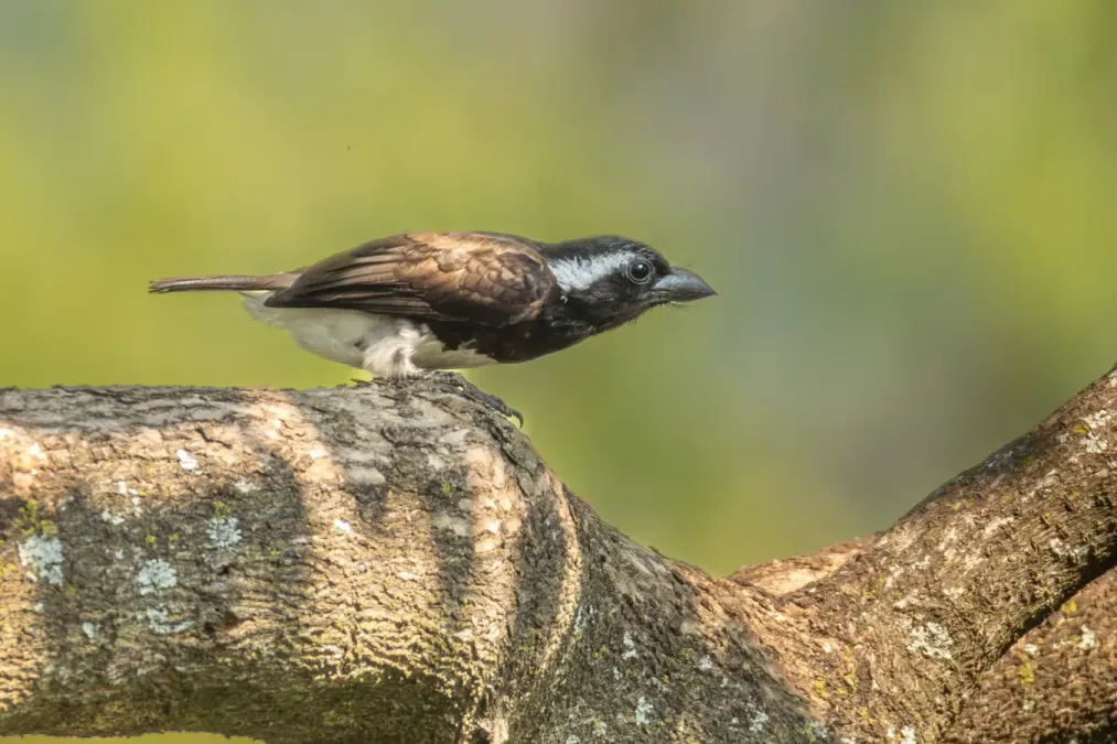 File:Stactolaema leucotis 441246990.jpg