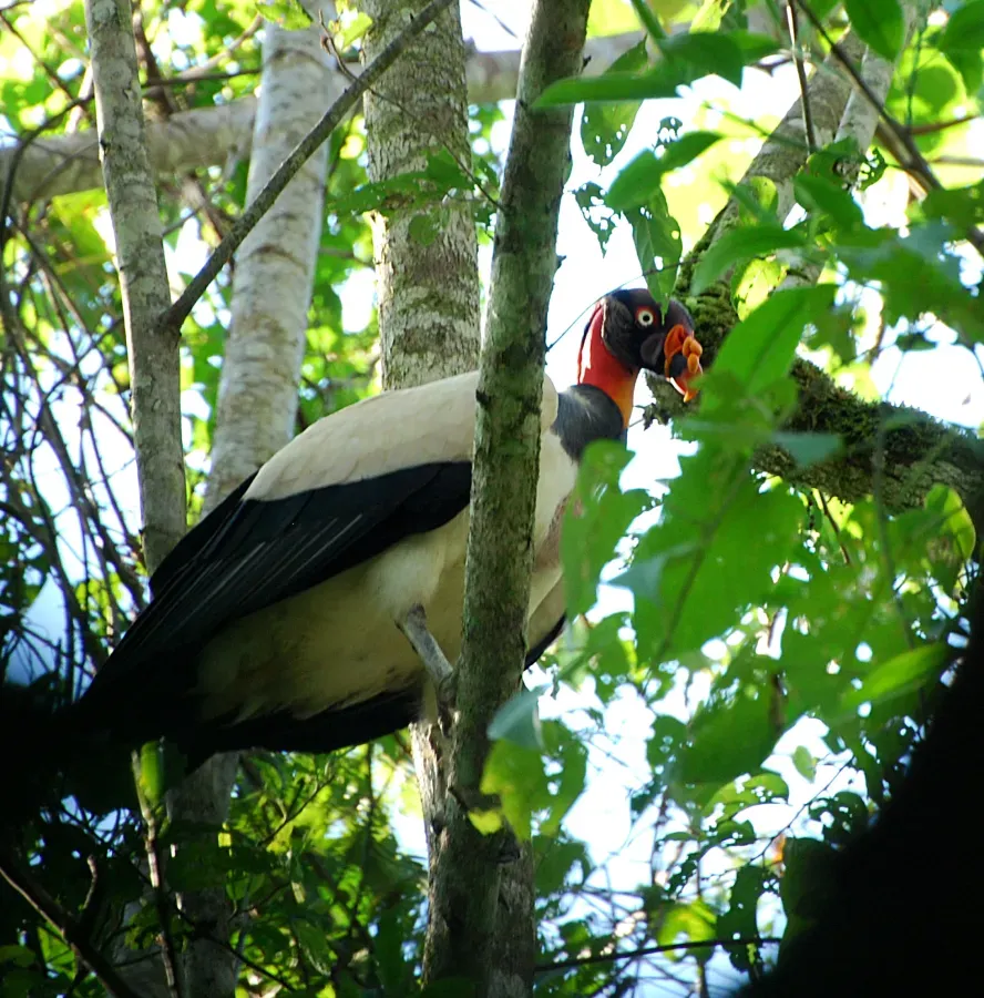 File:Sarcoramphus papa in Ecuador.jpg